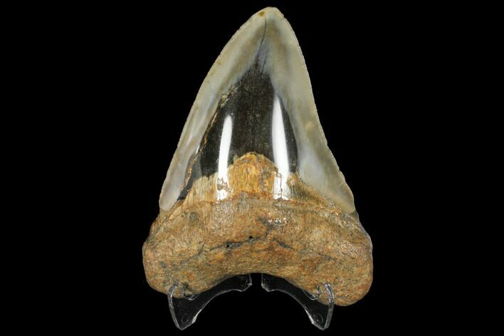 3.77" Fossil Megalodon Tooth - Polished Blade
